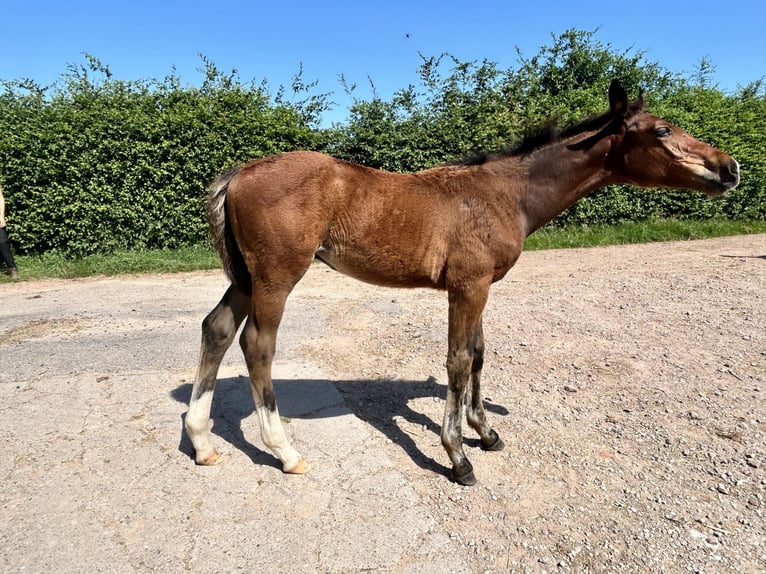 Selle Français Stallion  Brown in DOMMARTIN-AUX-BOIS