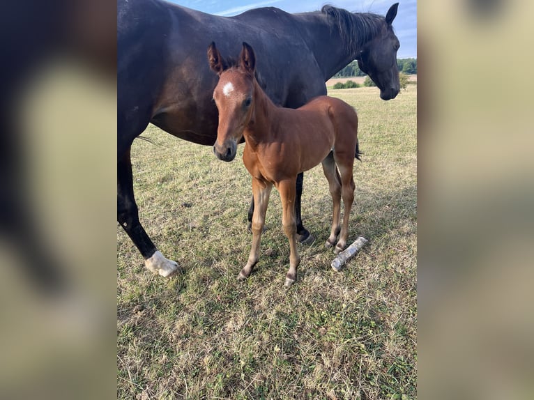 Selle Français Stallion Foal (07/2025) Brown in Drocourt