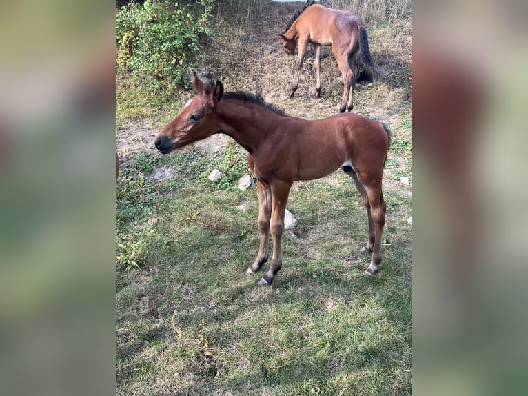 Selle Français Stallion Foal (07/2025) Brown in Drocourt