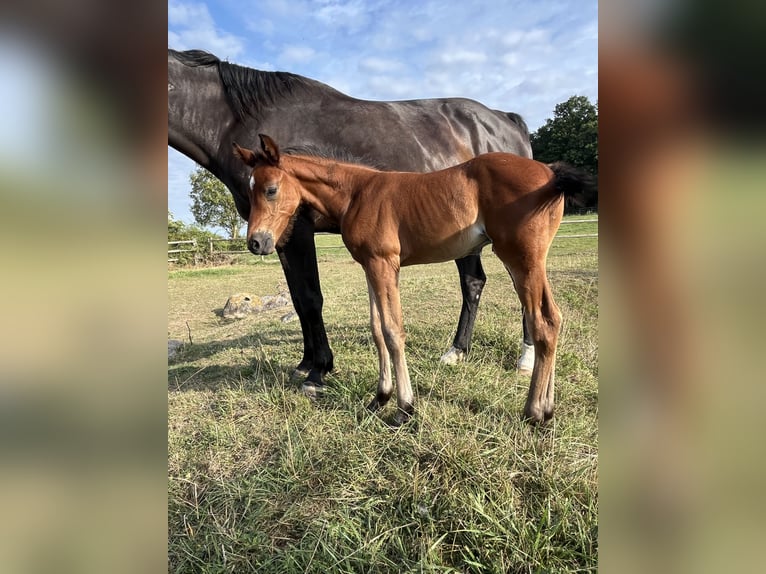 Selle Français Stallion Foal (07/2025) Brown in Drocourt