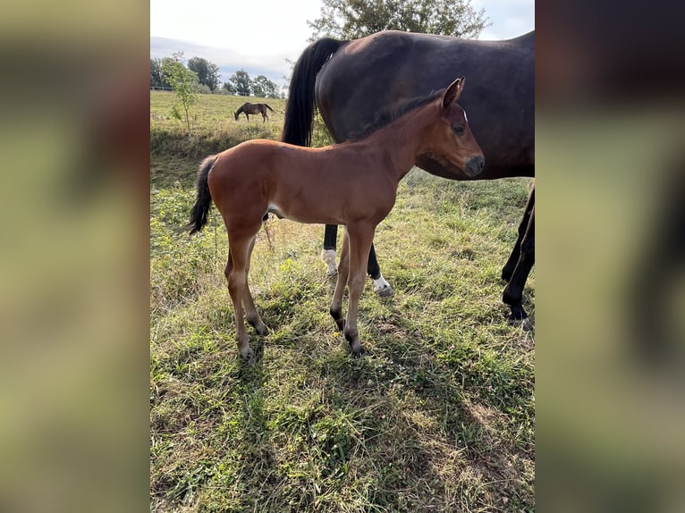 Selle Français Stallion Foal (07/2025) Brown in Drocourt