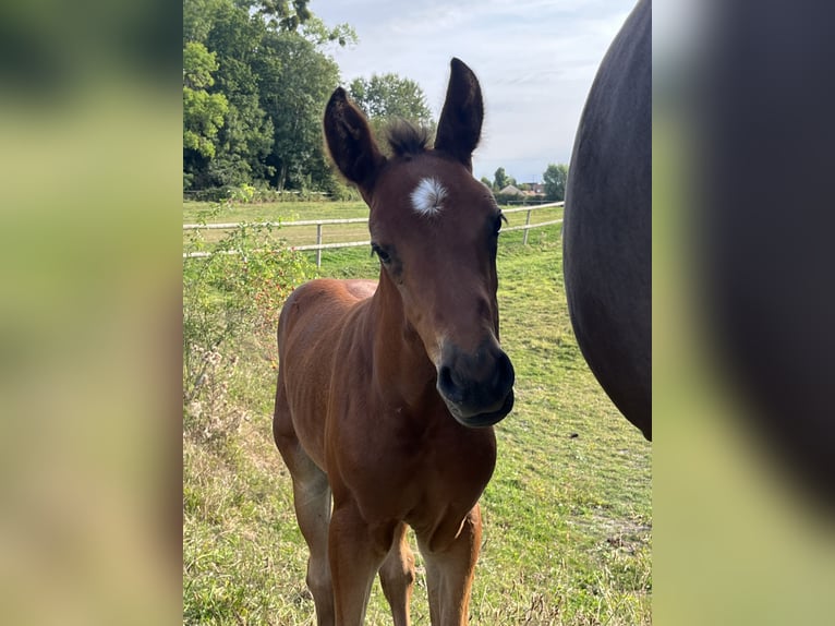 Selle Français Stallion Foal (07/2025) Brown in Drocourt