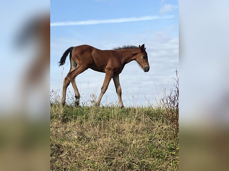 Selle Français Stallion Foal (07/2025) Brown in Drocourt