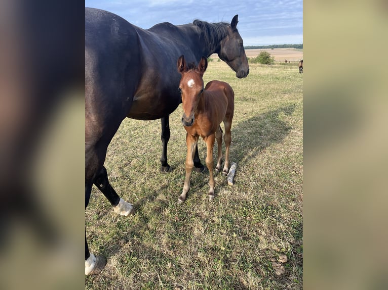 Selle Français Stallion Foal (07/2025) Brown in Drocourt