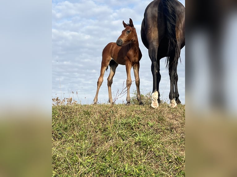 Selle Français Stallion Foal (07/2025) Brown in Drocourt