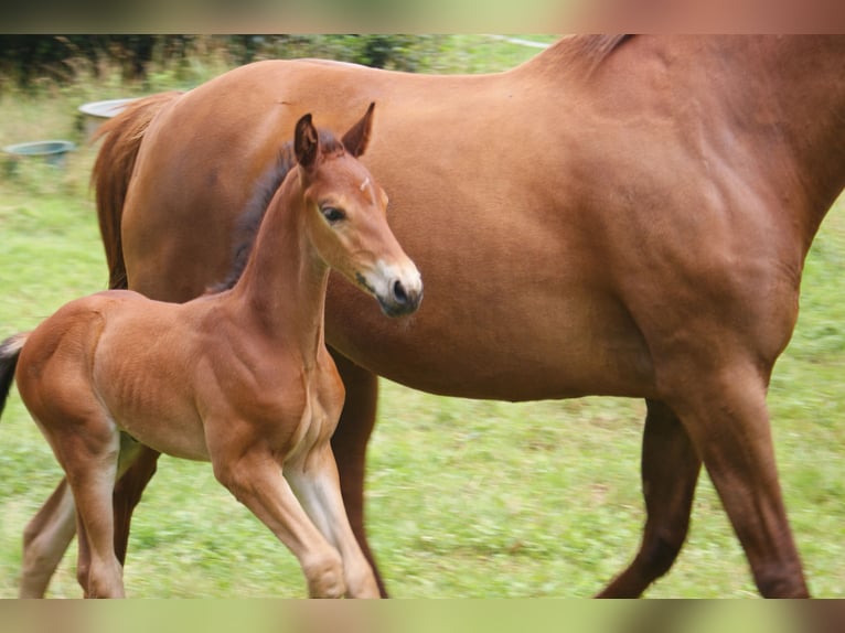 Selle Français Stallion Foal (06/2024) Brown in dampierre