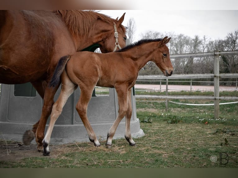 Selle Français Stallion Foal (07/2025) Brown in Villeréal Selle Français Stallion Foal (07/2025) Brown in Villeréal