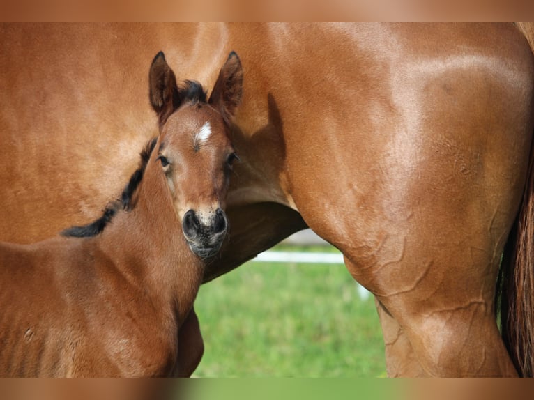 Selle Français Stallion Foal (06/2025) Brown in Loire Authion