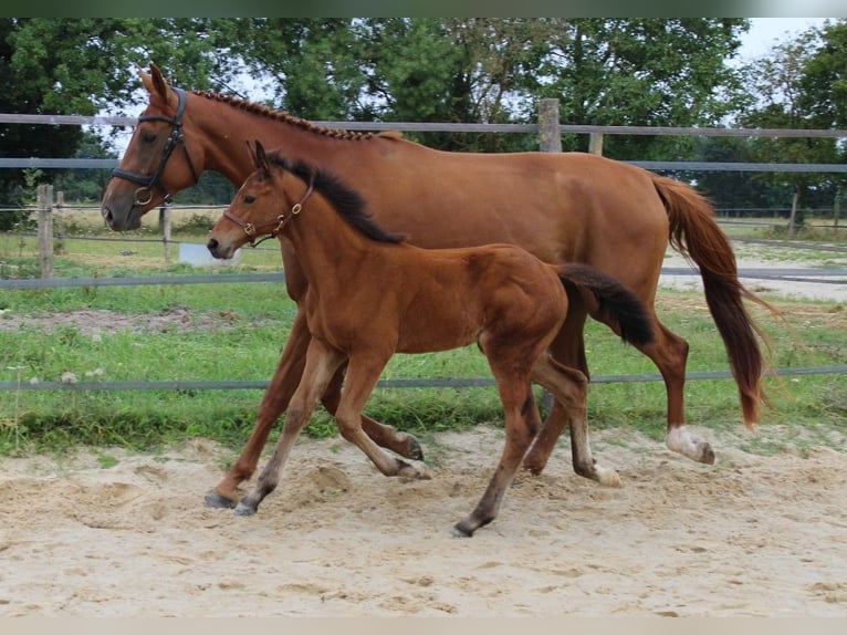 Selle Français Stallion Foal (06/2025) Brown in Loire Authion