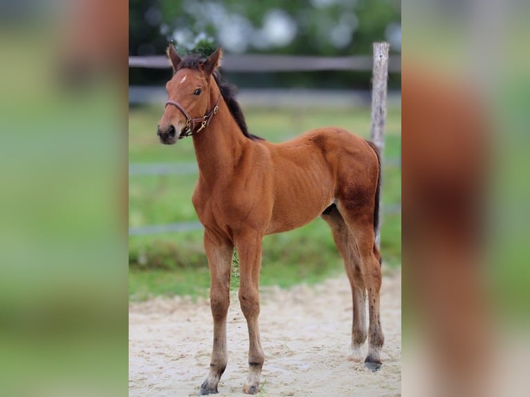 Selle Français Stallion Foal (06/2025) Brown in Loire Authion