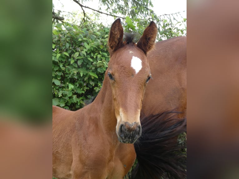 Selle Français Stallion Foal (05/2024) Brown in Saint Sulpice