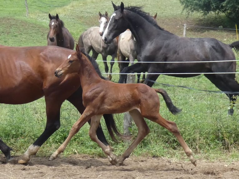 Selle Français Stallion Foal (05/2024) Brown in Saint Sulpice