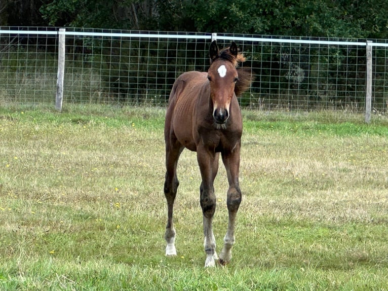 Selle Français Stallion Foal (05/2024) Brown in sainte helene