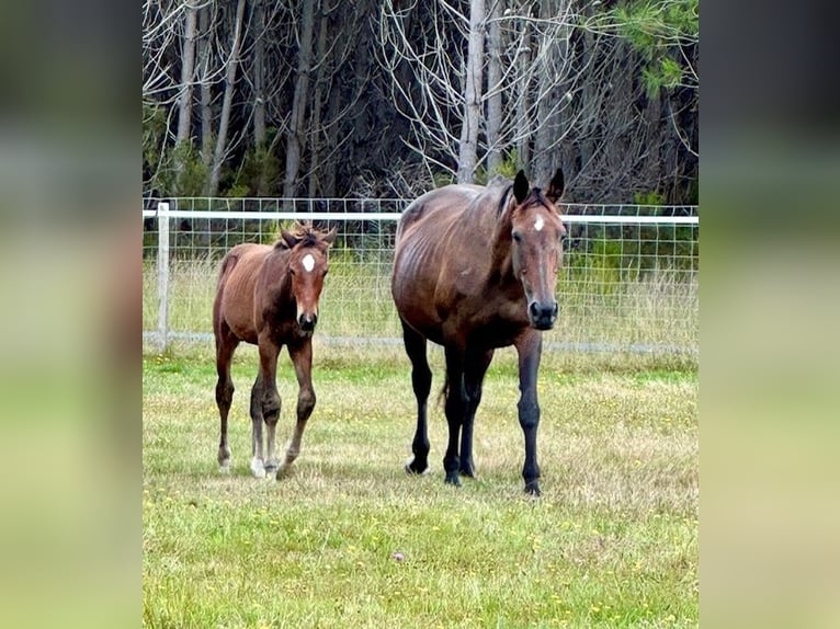 Selle Français Stallion Foal (05/2024) Brown in sainte helene