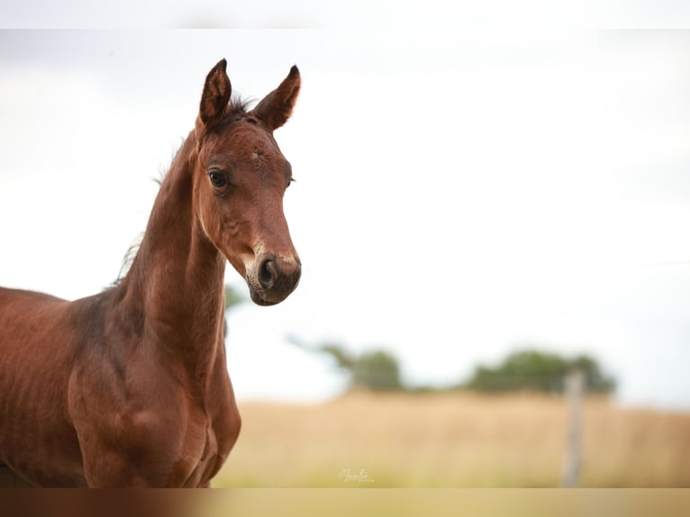 Selle Français Stallion Foal (05/2026) Brown in Vernon