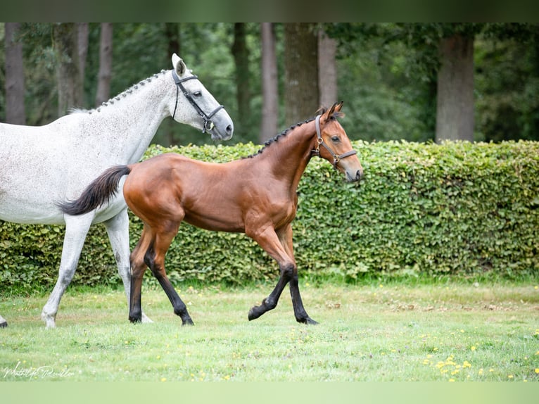 Selle Français Stallion Foal (04/2024) Brown in Yvetot