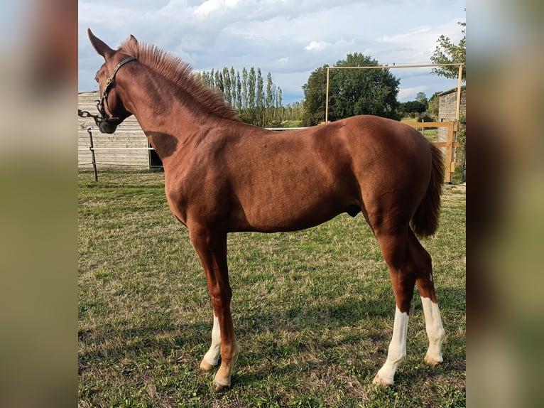 Selle Français Stallion Foal (05/2024) Chestnut-Red in Angoulême