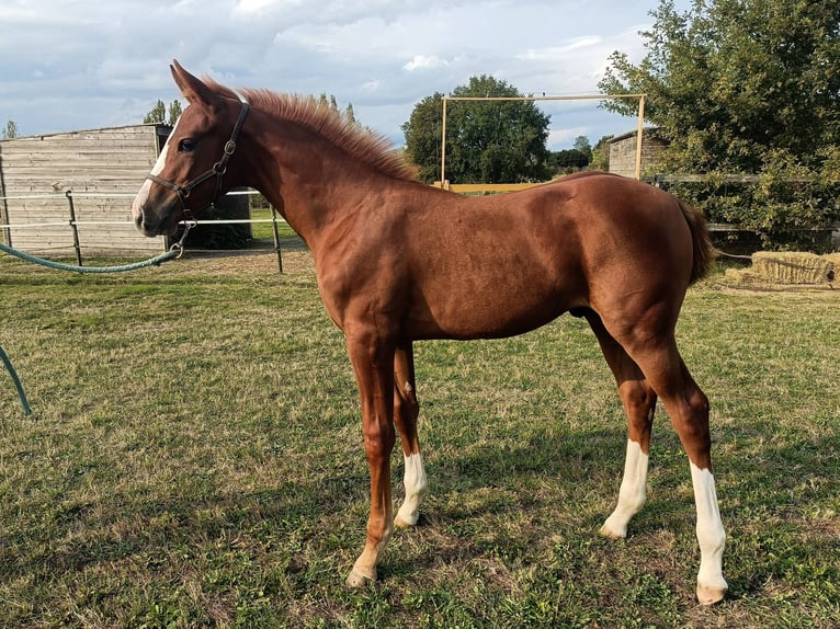 Selle Français Stallion Foal (05/2024) Chestnut-Red in Angoulême