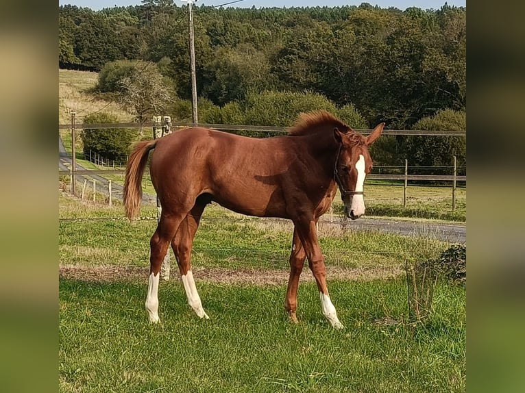 Selle Français Stallion Foal (05/2024) Chestnut-Red in Angoulême