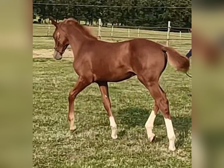 Selle Français Stallion Foal (05/2024) Chestnut-Red in Angoulême