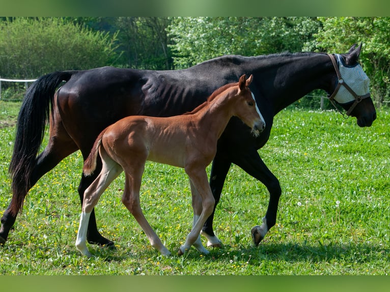 Selle Français Stallion  Chestnut-Red in ST AIGNAN