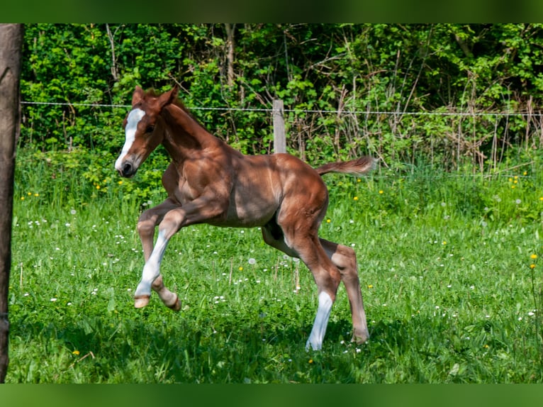 Selle Français Stallion  Chestnut-Red in ST AIGNAN
