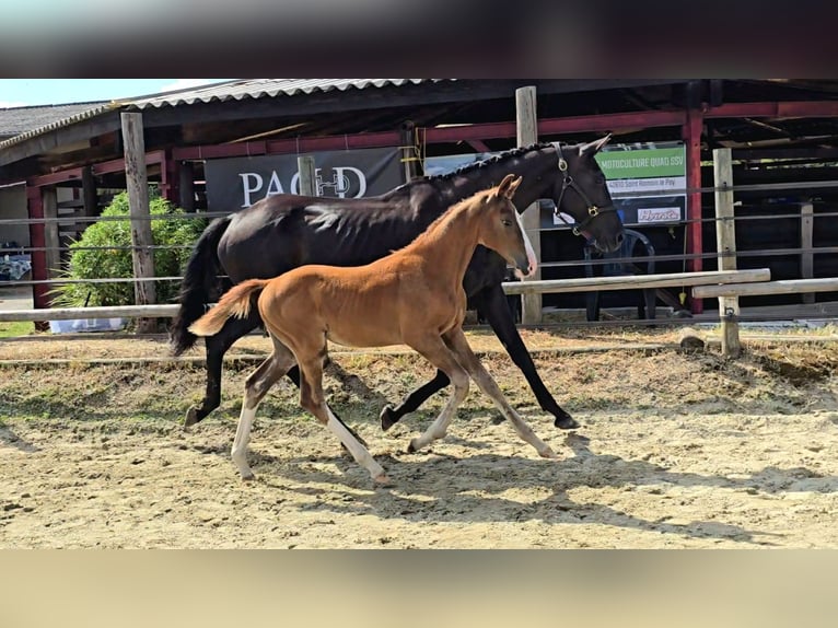 Selle Français Stallion Foal (04/2025) Chestnut-Red in St Georges Haute Ville