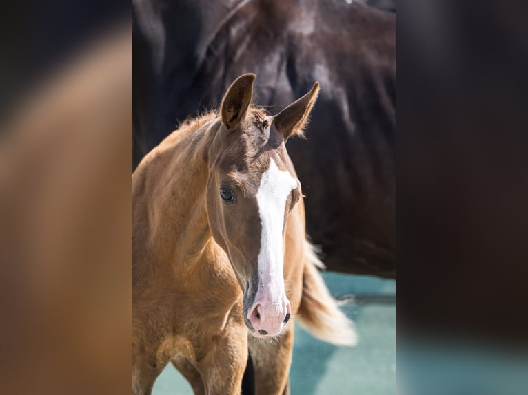 Selle Français Stallion Foal (04/2025) Chestnut-Red in St Georges Haute Ville