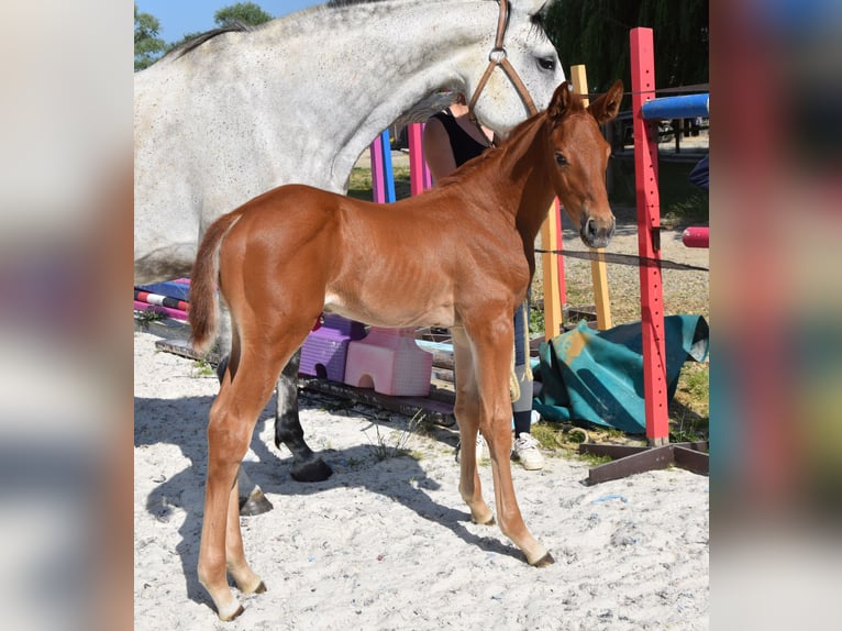 Selle Français Stallion  Chestnut-Red in Lombron