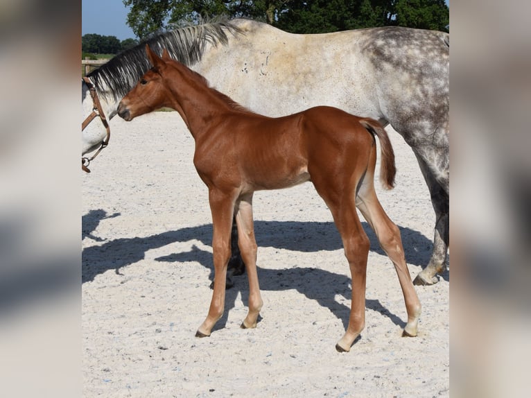 Selle Français Stallion  Chestnut-Red in Lombron
