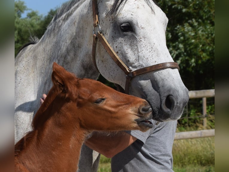 Selle Français Stallion  Chestnut-Red in Lombron