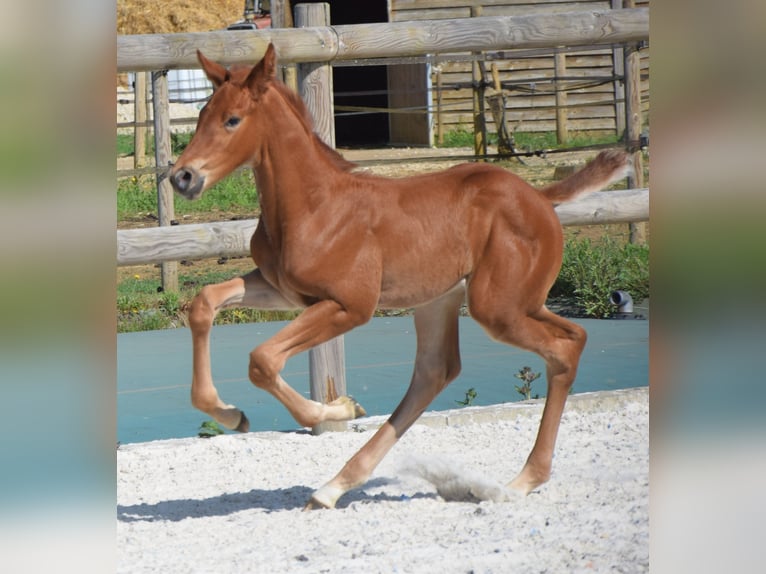 Selle Français Stallion  Chestnut-Red in Lombron