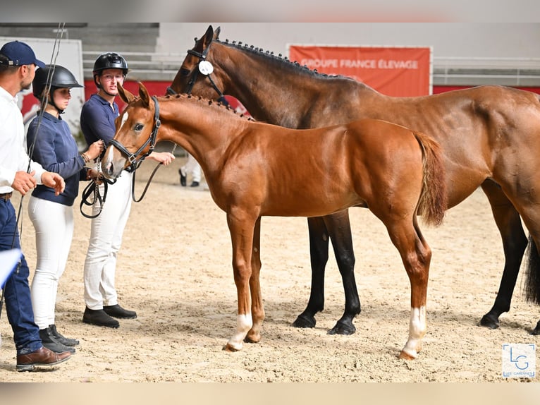 Selle Français Stallion Foal (05/2025) Chestnut-Red in Neuve-&#xC9;glise