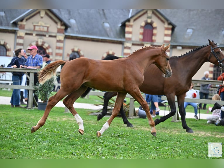 Selle Français Stallion Foal (05/2025) Chestnut-Red in Neuve-&#xC9;glise