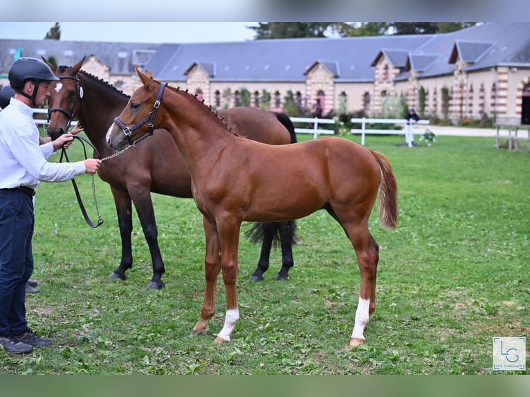 Selle Français Stallion Foal (05/2025) Chestnut-Red in Neuve-&#xC9;glise