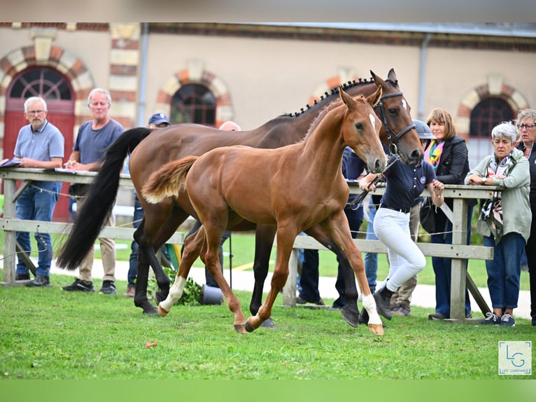 Selle Français Stallion Foal (05/2025) Chestnut-Red in Neuve-&#xC9;glise