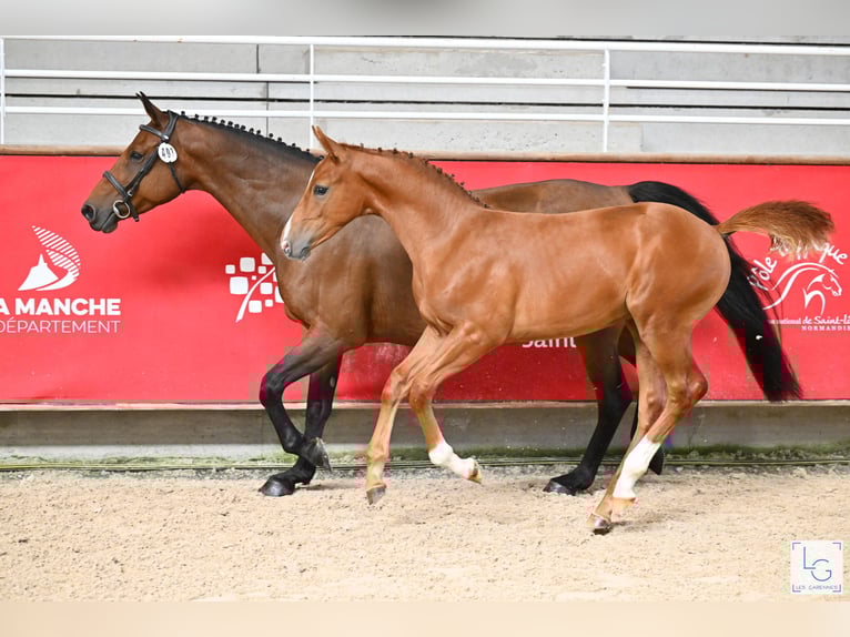 Selle Français Stallion Foal (05/2025) Chestnut-Red in Neuve-&#xC9;glise