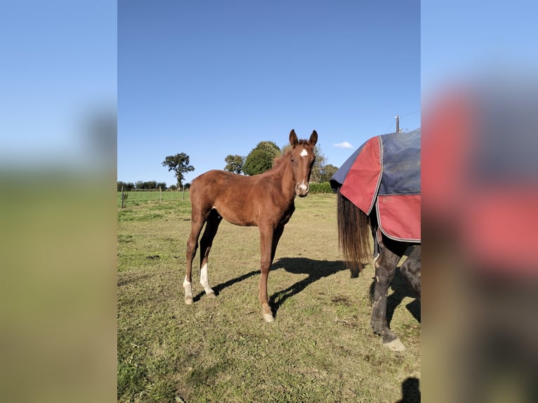 Selle Français Stallion Foal (06/2024) Chestnut in DURCET