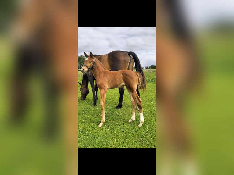 Selle Français Stallion Foal (06/2024) Chestnut in DURCET