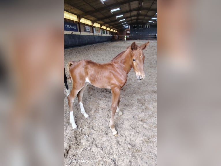 Selle Français Stallion Foal (01/2026) Chestnut in Juville
