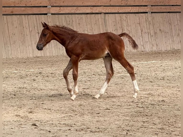 Selle Français Stallion Foal (01/2026) Chestnut in Juville