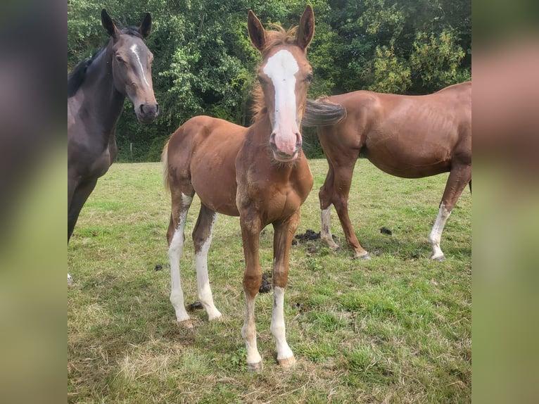 Selle Français Stallion Foal (05/2025) Chestnut in Tournay-sur-Odon