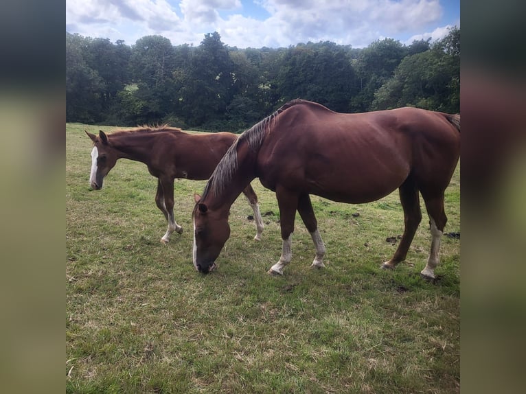 Selle Français Stallion Foal (05/2025) Chestnut in Tournay-sur-Odon