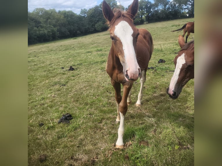 Selle Français Stallion Foal (05/2025) Chestnut in Tournay-sur-Odon