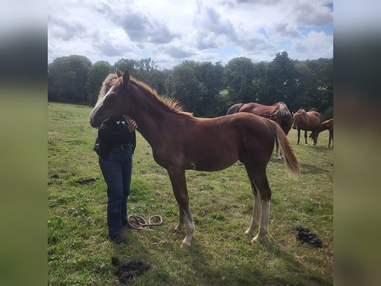 Selle Français Stallion Foal (05/2025) Chestnut in Tournay-sur-Odon