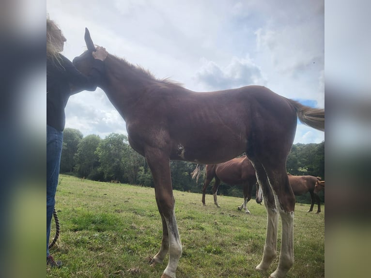 Selle Français Stallion Foal (05/2025) Chestnut in Tournay-sur-Odon