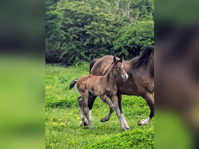 Selle Français Stallion Foal (04/2024) Gray in D&#39;un sur auron