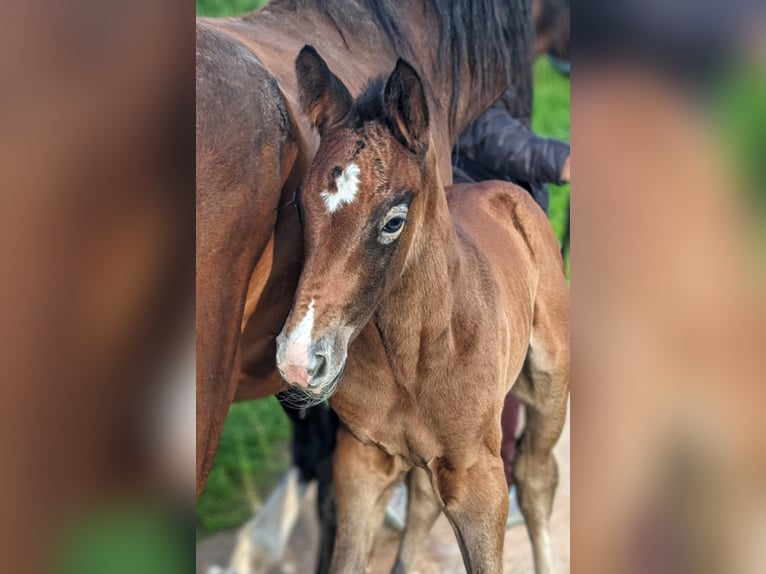 Selle Français Stallion Foal (04/2024) Gray in D&#39;un sur auron