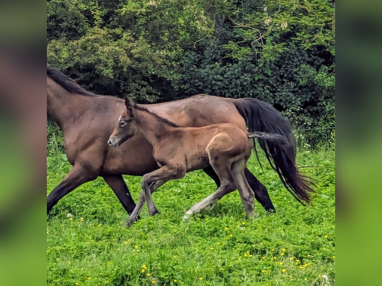 Selle Français Stallion Foal (04/2024) Gray in D&#39;un sur auron