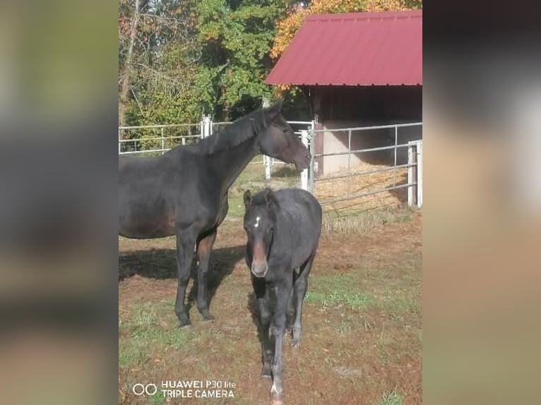 Selle Français Stallion Foal (07/2025) Grey-Dark-Tan in La Haye-Saint-Sylvestre